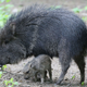 A photo of a Javelina with its baby.